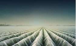 Cultivating Sustainability